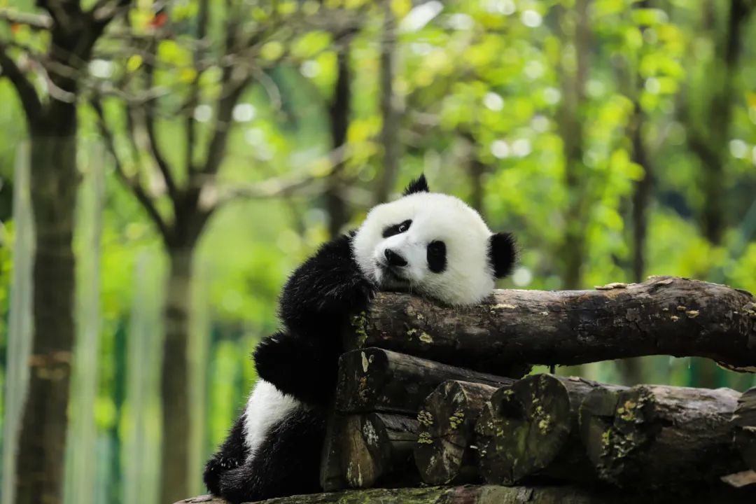 《兴智雄鹰计划》：赋能青少年成长，铸就未来精英领袖第13张